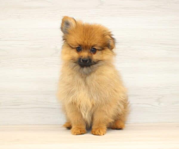 Gemini - Toy Pomeranian Puppy - Image 2