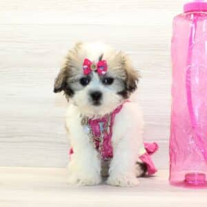 Glow - Toy Shihpoo Puppy
