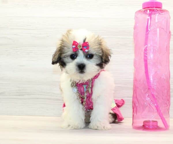 Glow - Toy Shihpoo Puppy