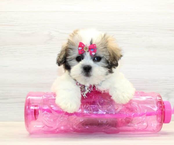 Glow - Toy Shihpoo Puppy - Image 5