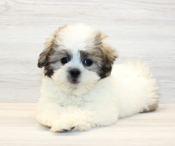Glow - Toy Shihpoo Puppy - Image 4