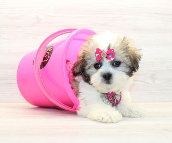 Glow - Toy Shihpoo Puppy - Image 3