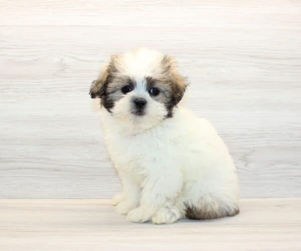 Glow - Toy Shihpoo Puppy - Image 2