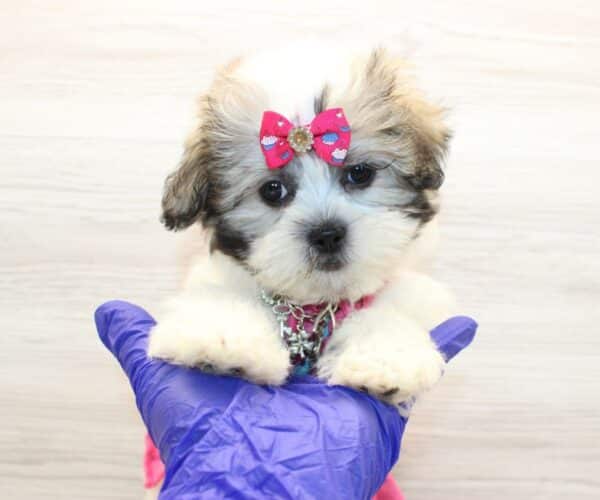 Glow - Toy Shihpoo Puppy - Image 6