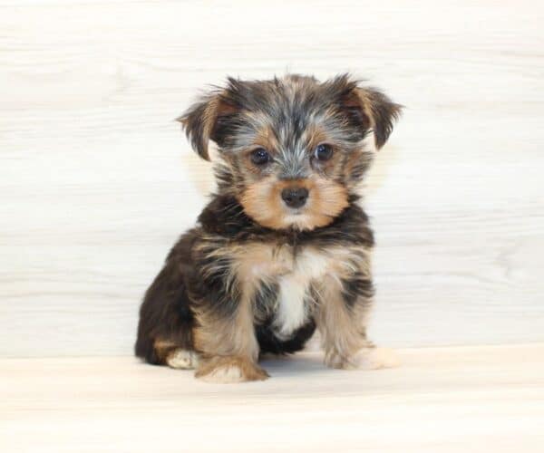 Googie - Teacup Yorkie Puppy - Image 5