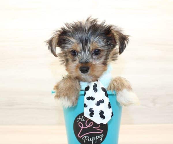 Googie - Teacup Yorkie Puppy - Image 3