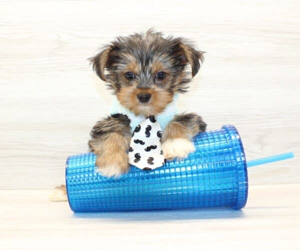 Googie - Teacup Yorkie Puppy - Image 2