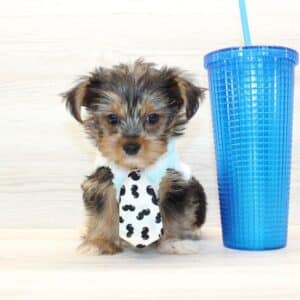 Googie - Teacup Yorkie Puppy