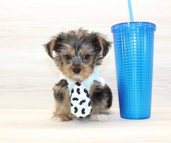 Googie - Teacup Yorkie Puppy