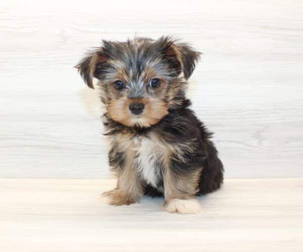 Googie - Teacup Yorkie Puppy - Image 4