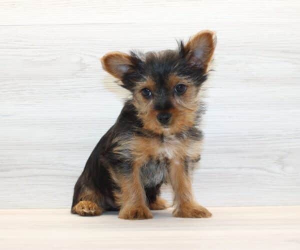Insta - Toy Yorkie Puppy - Image 2