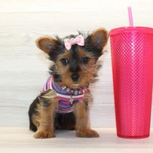 Insta - Toy Yorkie Puppy