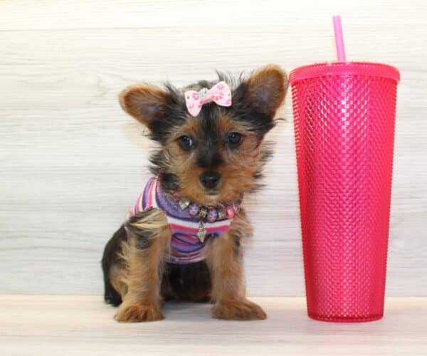 Insta - Toy Yorkie Puppy