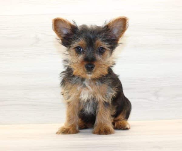Insta - Toy Yorkie Puppy - Image 3