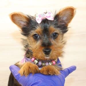 Insta - Toy Yorkie Puppy