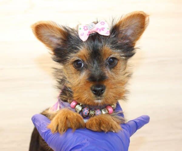 Insta - Toy Yorkie Puppy - Image 4