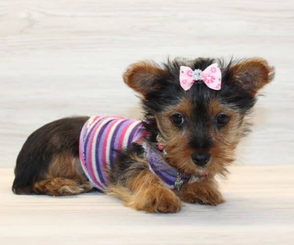 Insta - Toy Yorkie Puppy - Image 5
