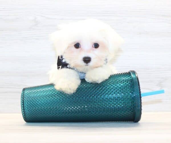 Moon - Teacup Maltese Puppy - Image 3