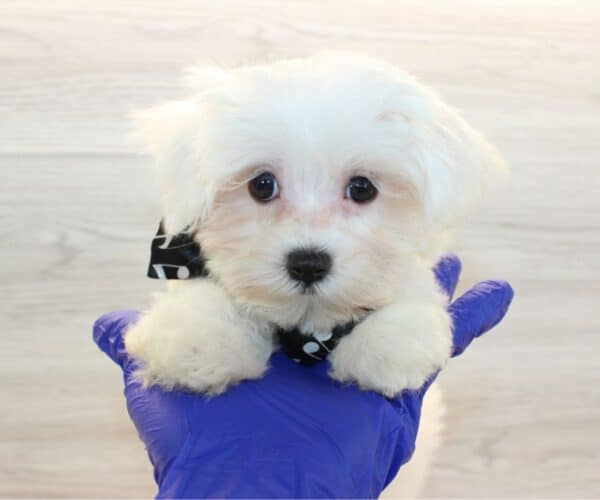 Moon - Teacup Maltese Puppy - Image 4