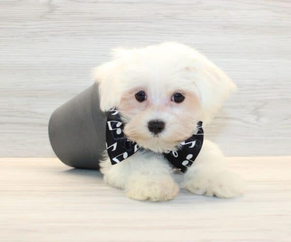 Moon - Teacup Maltese Puppy - Image 2