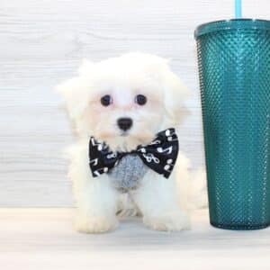 Moon - Teacup Maltese Puppy