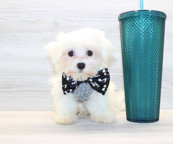 Moon - Teacup Maltese Puppy