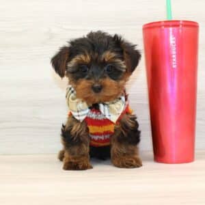 Nifty - Teacup Yorkie Puppy