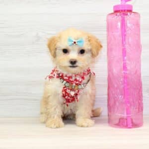 Passy - Toy Shihpoo Puppy Adopted by Teresa from Las Vegas, NV 89123