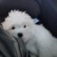 Puppy Heaven Customer Review Lauren B
