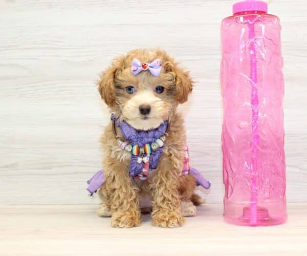 Risa - Toy Shihpoo Puppy