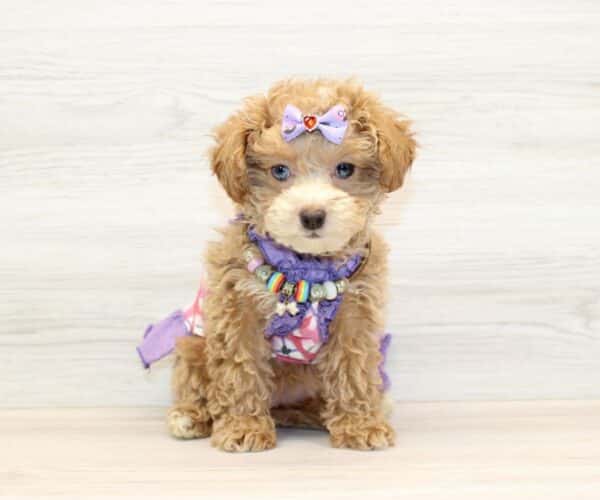 Risa - Toy Shihpoo Puppy - Image 5