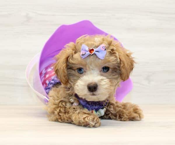 Risa - Toy Shihpoo Puppy - Image 6