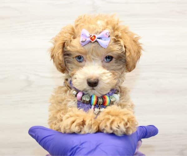Risa - Toy Shihpoo Puppy - Image 3