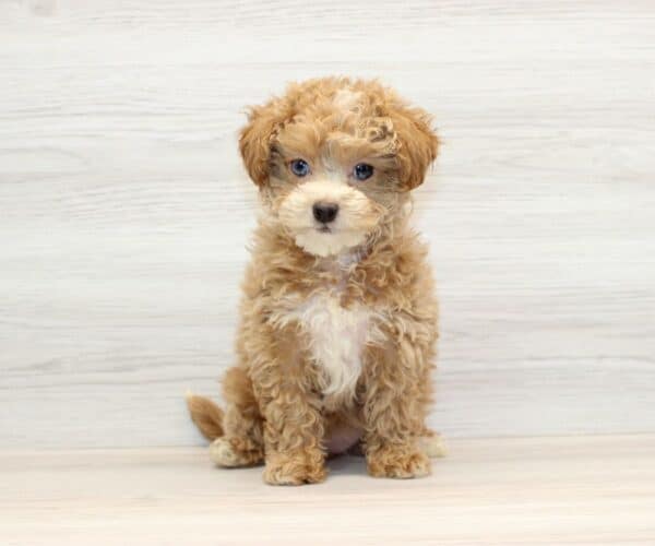 Risa - Toy Shihpoo Puppy - Image 4