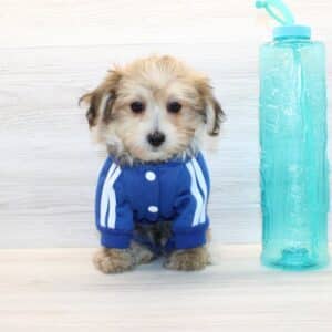 Robbie - Toy Morkie Puppy