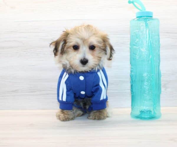 Robbie - Toy Morkie Puppy