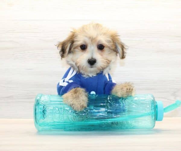 Robbie - Toy Morkie Puppy - Image 2