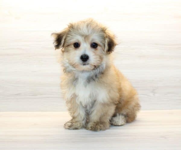 Robbie - Toy Morkie Puppy - Image 4