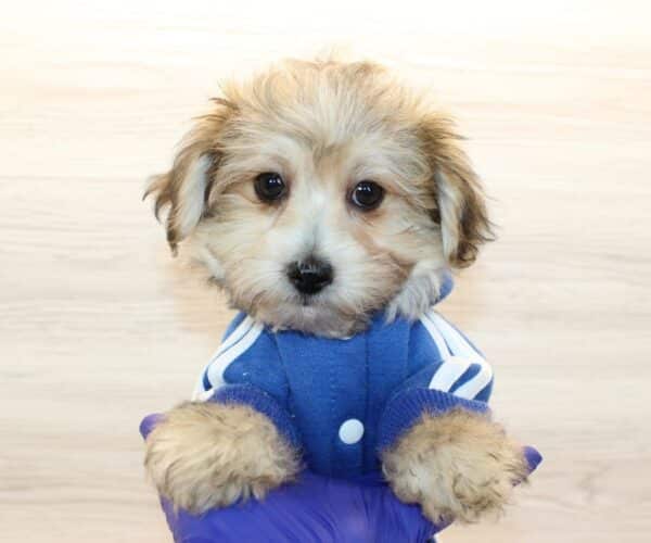 Robbie - Toy Morkie Puppy - Image 5
