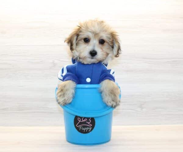 Robbie - Toy Morkie Puppy - Image 6