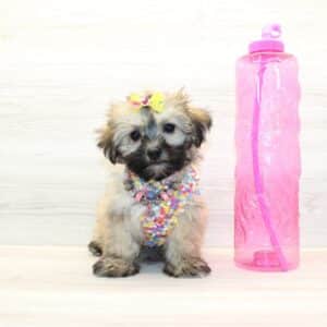 Tawny - Teacup Havanese Puppy