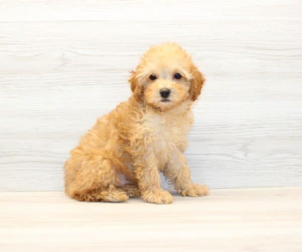 Teddy - Toy Poodle Puppy - Image 2