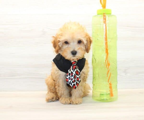 Teddy - Toy Poodle Puppy