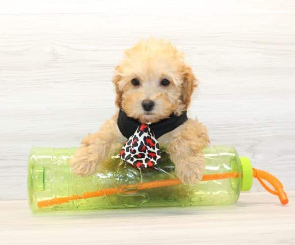 Teddy - Toy Poodle Puppy - Image 3