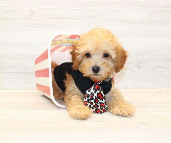 Teddy - Toy Poodle Puppy - Image 4
