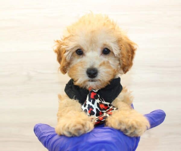 Teddy - Toy Poodle Puppy - Image 5