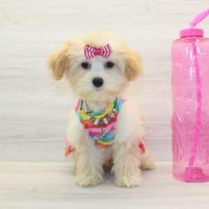 Angelica Pickles - Toy Shihpoo Puppy