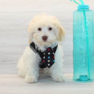 Elio - Toy Havapoo Puppy