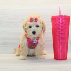 Giselle - Toy BichaPoo Puppy