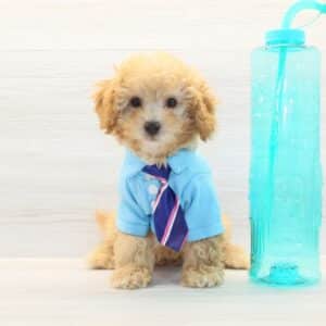Hugo - Toy Havapoo Puppy